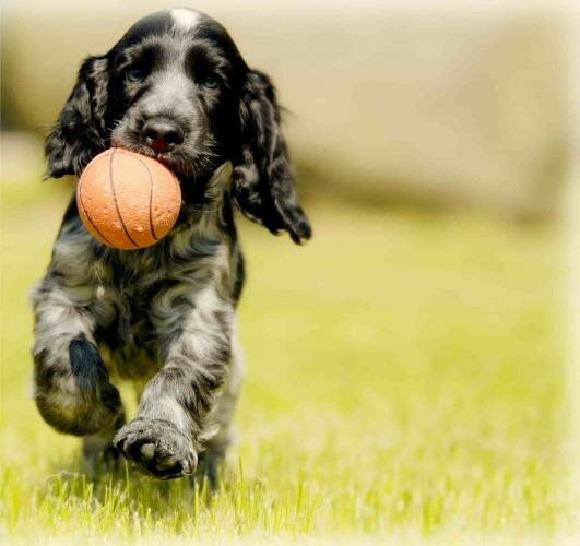 7 Tips To Make Training Your New Dog Easier 